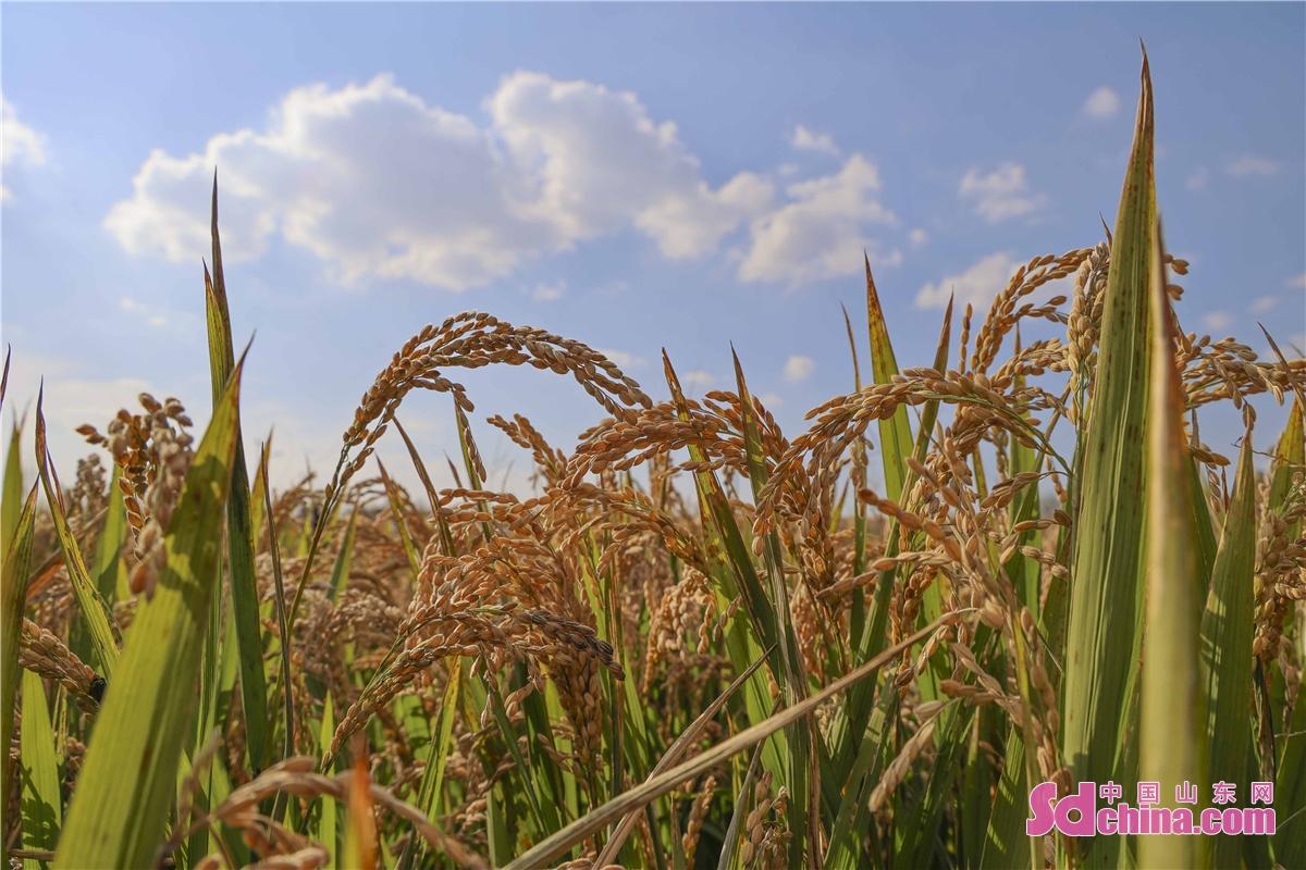 br/>  2021年10月22日,青岛海水稻研究发展中心与青岛祝兹侯生态农业