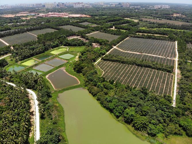 中国热带农业科学院 院所动态 院所发展新气象:椰子所科研基地建设