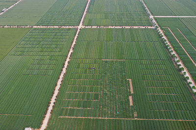 第三届小麦种子产业博览会在焦作温县召开 助力农业高质量发展